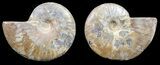 Polished Ammonite Pair - Agatized #56306-1